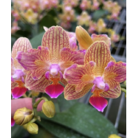 Орхiдея Phal. Little Gem Stripes x Sin-Yuan Golden Beauty метелик